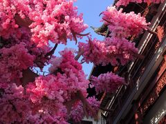 -Peet's Coffee皮爷咖啡(豫园店)