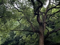 -杭州植物园
