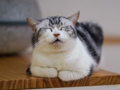 -李小姐の猫咖啡馆(五角场店)