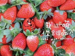 -1982农场