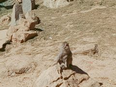 景点-石家庄市动物园