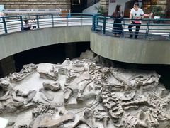 -自贡恐龙博物馆