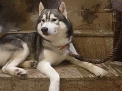 -more than meow吴止猫主题餐厅(承德 中船汇店)