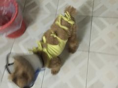 -伟伟宠物医院·CT影像中心·瑞派犬猫综合性门诊(汉口总院)