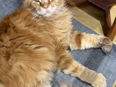 -藏猫猫咖啡主题馆(中央大道店)