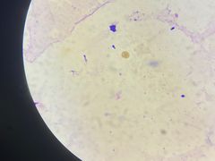 -瑞派康怡24h宠物医院·犬猫医疗中心·微创绝育(瑞景分院)