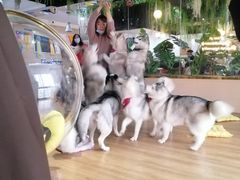 -Husky Go! 哈士奇体验馆·宠物咖啡厅狗咖