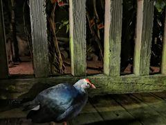 -清迈夜间动物园