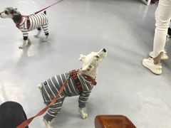-达爱动物医院·犬猫分区·CT·复杂眼科(远洋山水分院)