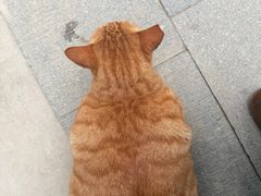 -灵顺寺
