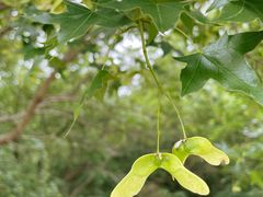 -北京西山国家森林公园