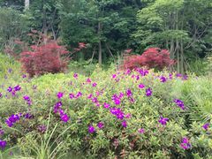 景点-梅峰山地公园