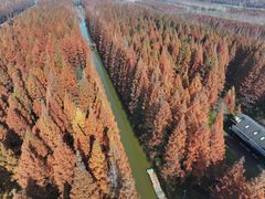 -黄海国家森林公园