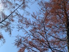 -番禺大夫山森林公园