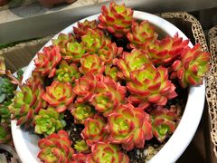 -双季花艺园艺市场(浦东店)