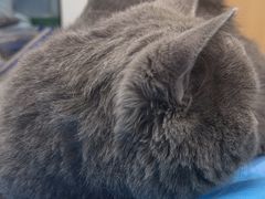 -瑞派·关忠动物医院·猫专科·犬专科(三环新城店)