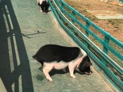 -灵玲国际马戏城