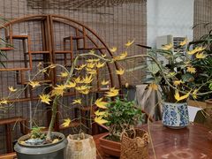 -龙大花卉苗木市场