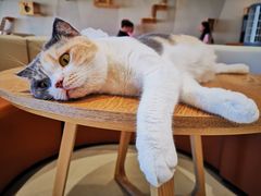 -藏猫猫咖啡主题馆(中央大道店)