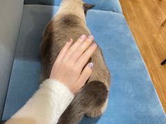 -滚猫咖啡·猫咖·猫友好撸猫(未来城店)