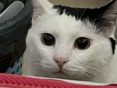 -宠颐生猫科·内科皮肤科(西平世纪城店)