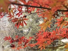 -重庆彩云湖湿地公园