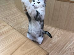-猫和宫(六道口店)