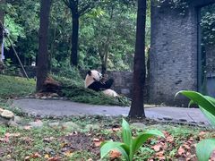 -都江堰中华大熊猫苑