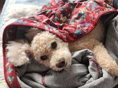 -美联众合动物医院·24h转诊中心