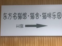 -东方名猫馆·英短金渐层布偶猫舍(环线广场1号楼店)