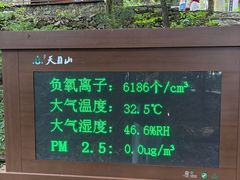 -天目山大树王景区