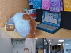 -中农大我爱我爱动物医院·核磁CT·猫病·24小时夜诊中心(石佛营店)
