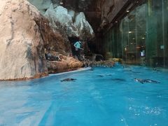 -帝企鹅自助餐厅•儿童岛•真企鹅(长隆企鹅酒店)