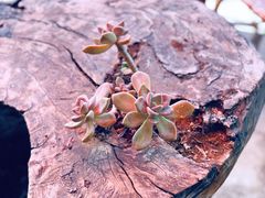 -丽江束河古镇-石莲古寺