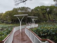 -新江湾城公园
