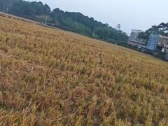 -安顺旧州古镇
