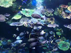 -暹罗海洋世界