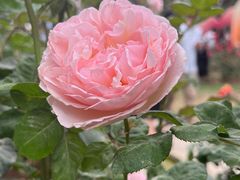 -人民公园(罗湖区)