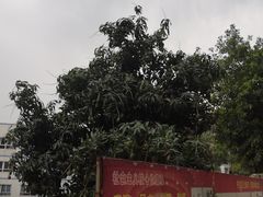 -攀枝花公园