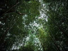 -广州市石门国家森林公园