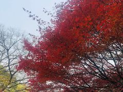 -秋霞圃