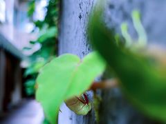 -一棵树·意大利西餐厅One Tree(新城店)