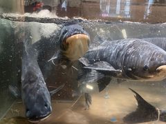 -上名堂·鱼头好吃(体育场路店)