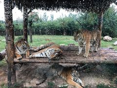 -西安秦岭野生动物园