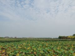 -天津东丽湖风景区