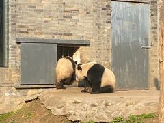 -都江堰中华大熊猫苑