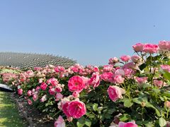 -上海辰山植物园