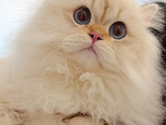 -老吴的猫·猫舍(新区店)