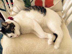 iphone_upload_pic-海边的猫和咖啡馆