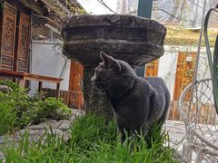 -喵屿·大理花园猫咖